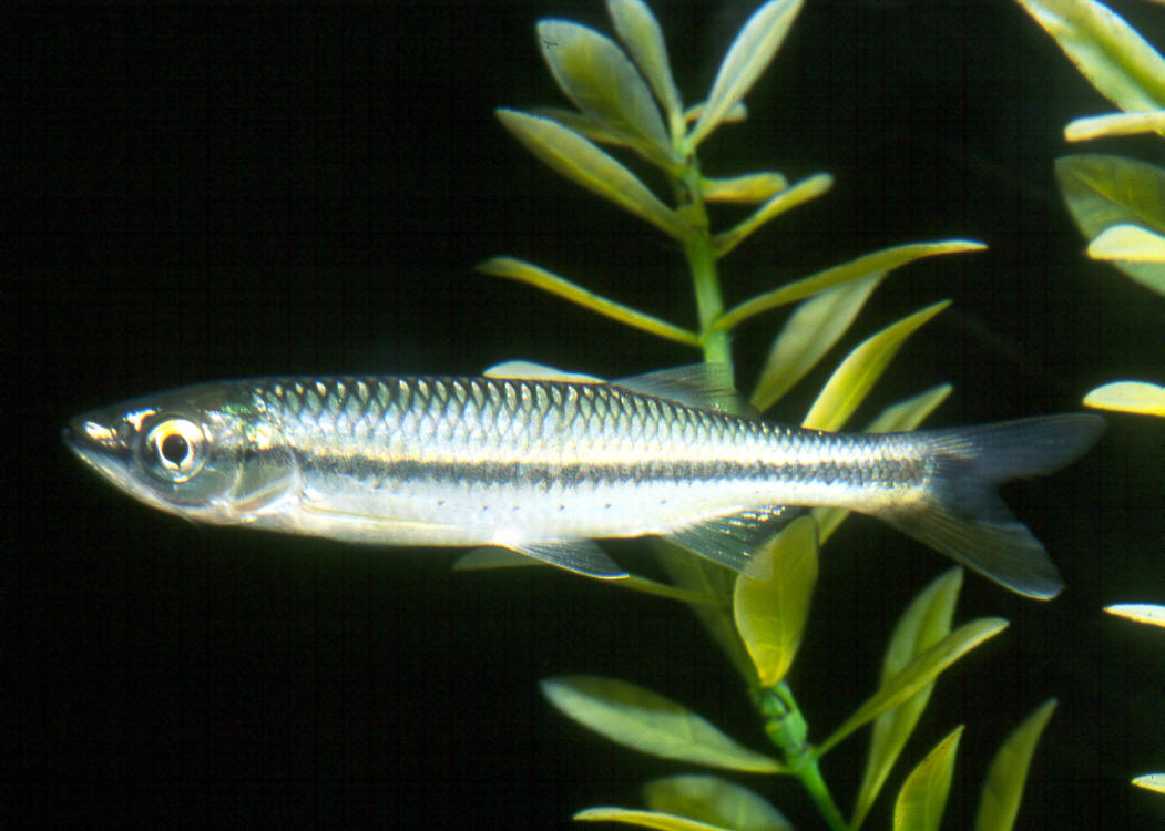 Luciosoma spilopleura